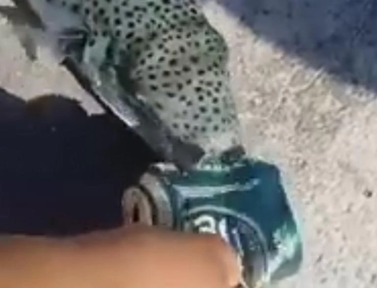 Στα δόντια του λαγοκέφαλου – Βίντεο με το ψάρι να καταβροχθίζει μέταλλο